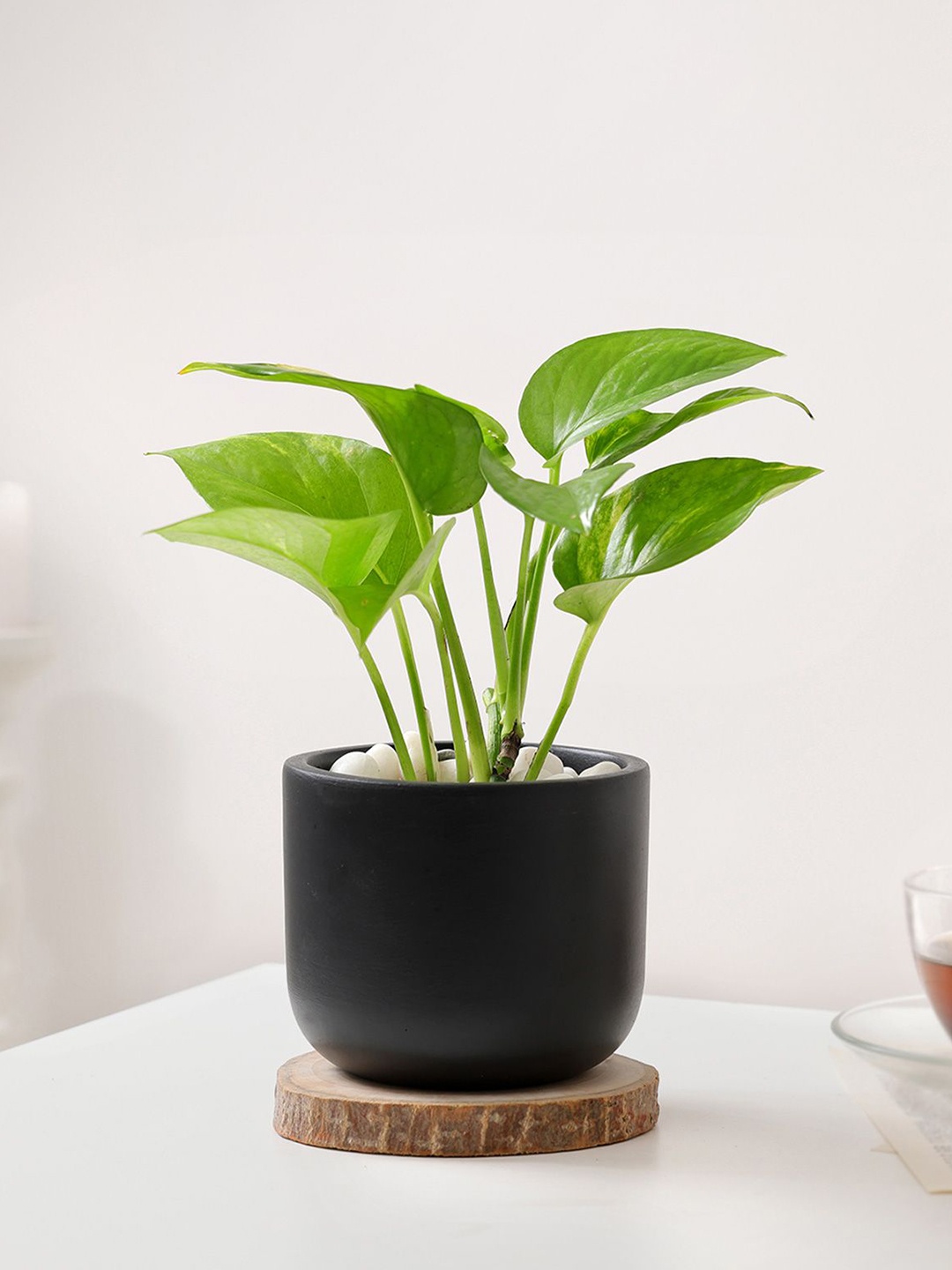 

IGP Nature's Warmth Father's Day Money Plant With Planter, Green