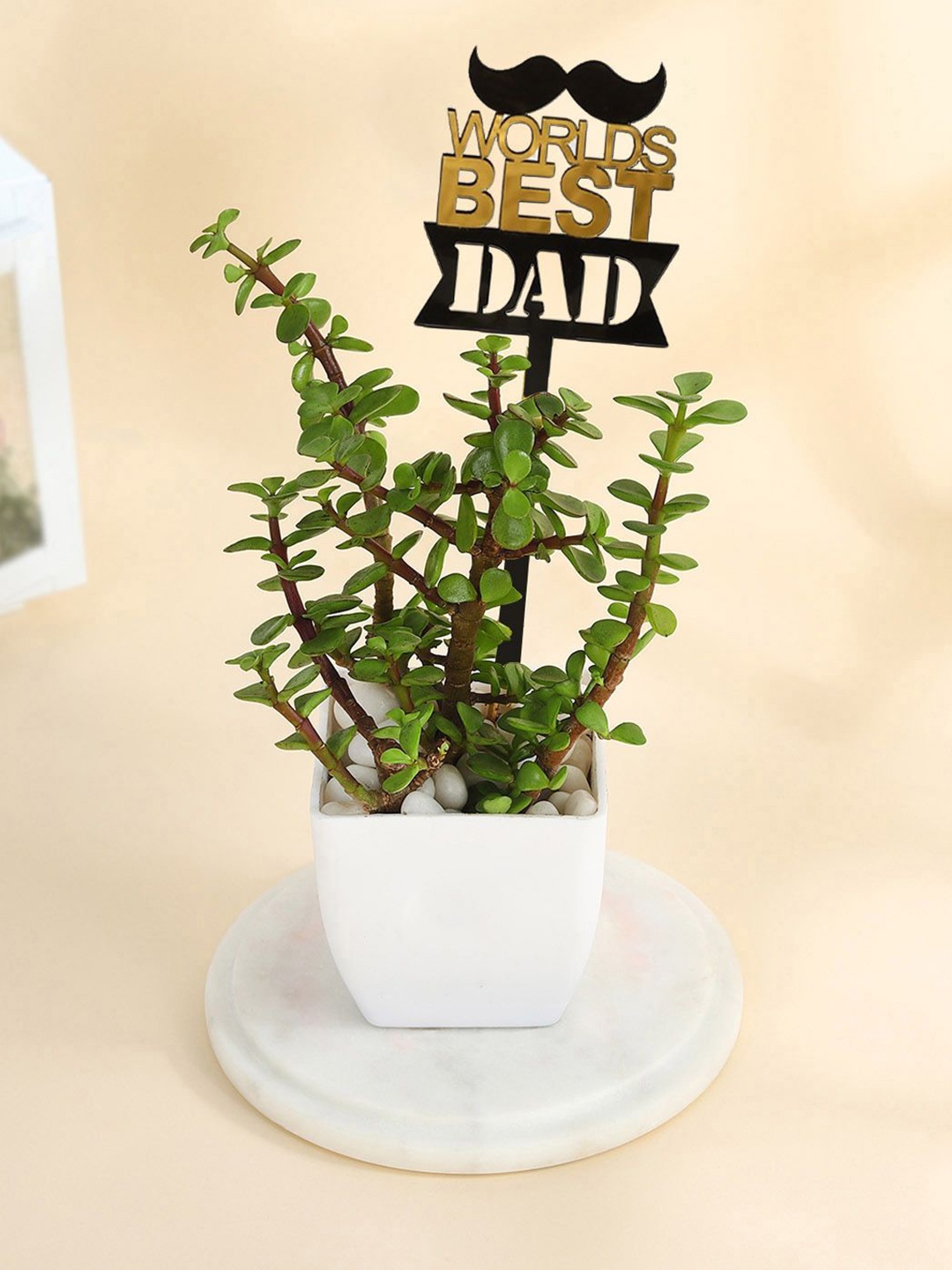 

IGP Green Jade Plant With Planters