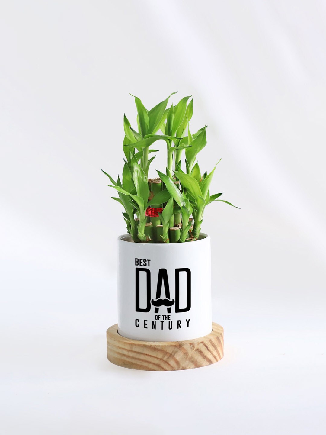 

IGP Green 2-Layered Bamboo Plant With Planter