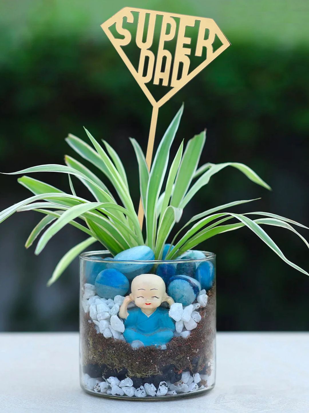 

fnp Indoor Spider Live Plants, Green