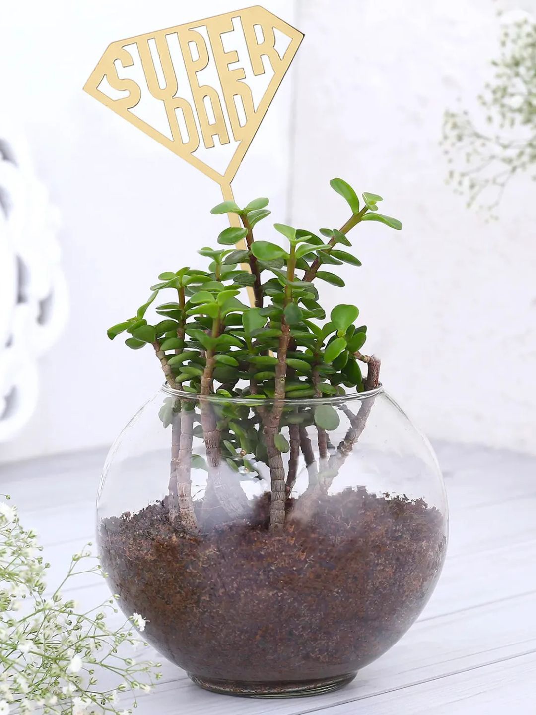 

fnp Indoor Jade Plant with Pot, Green