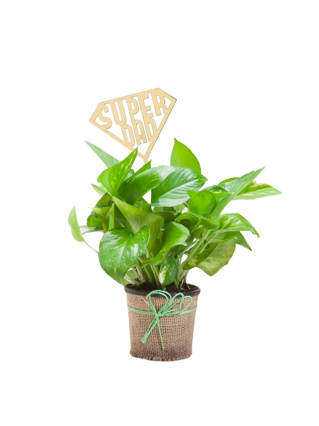 

fnp Indoor Foliage Plant with Pot, Green