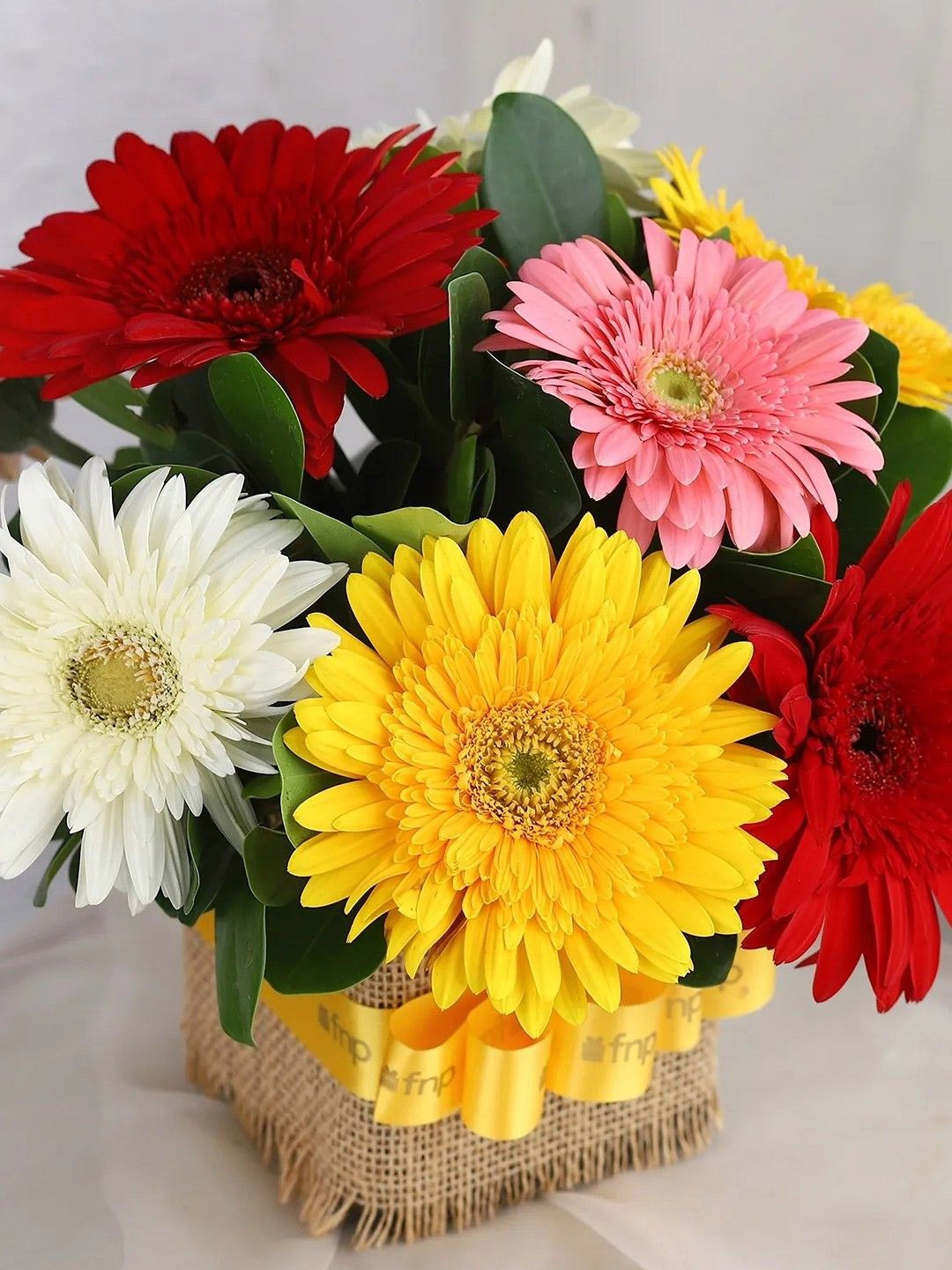 

fnp Pink & White 8 Pieces Gerberas Fresh Flowers Bouquet