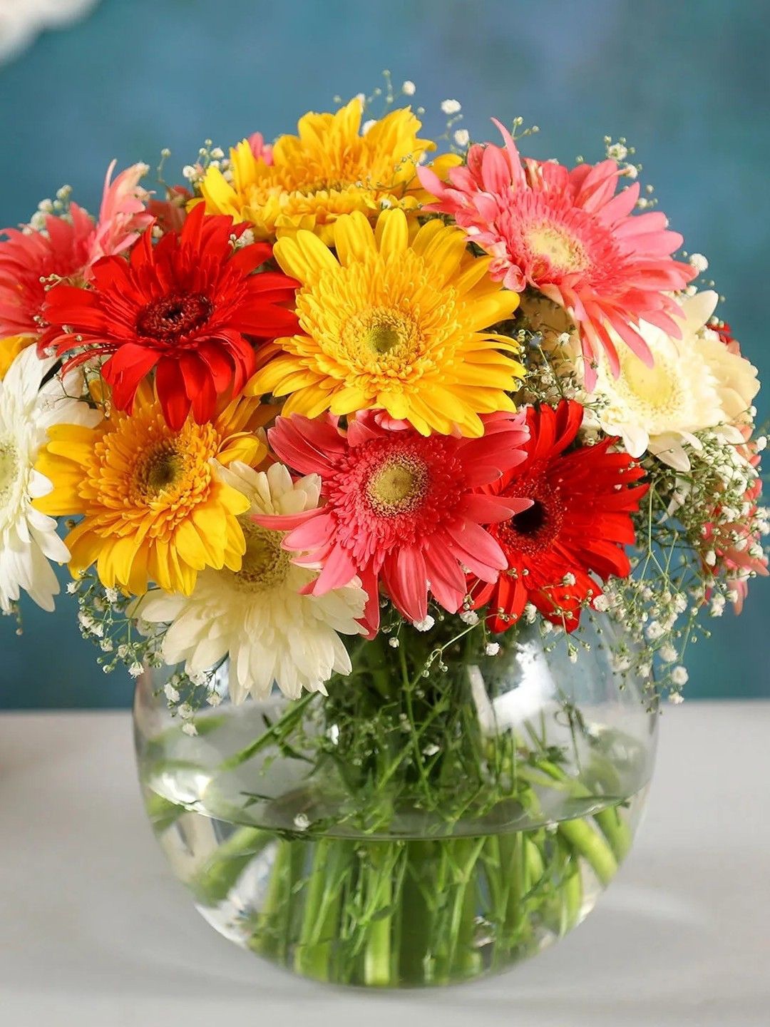 

fnp Red & White 16 Pieces Gerberas Fresh Flowers Bouquet