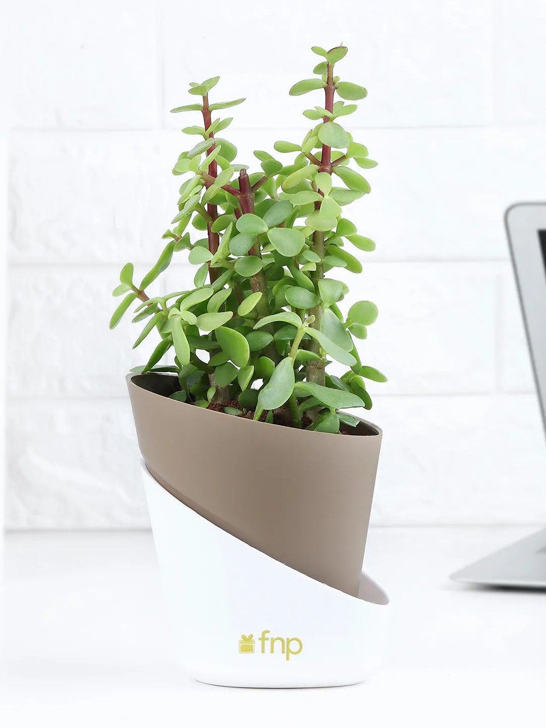 

fnp Green& Brown Jade Plant With Pot
