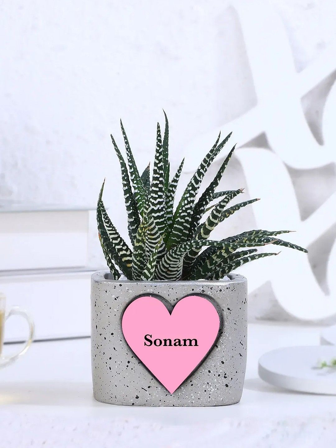 

fnp Indoor Haworthia Live Plant - 4 Inches, Green