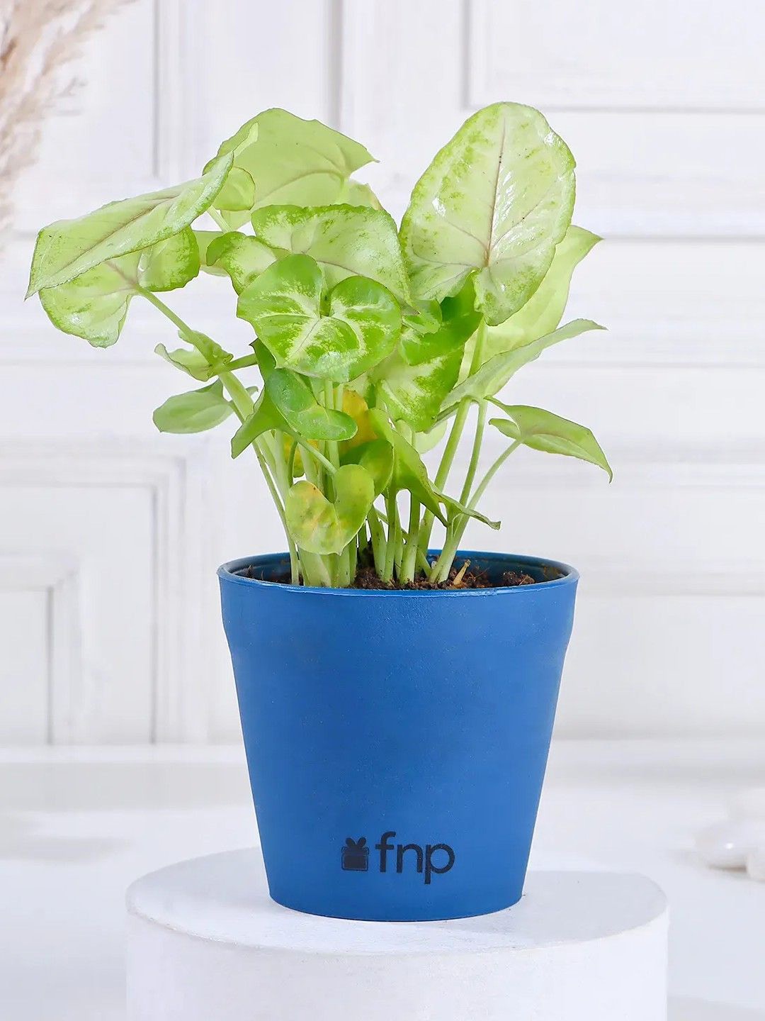 

fnp Indoor Syngonium Plant with Pot- 5 inches, Green