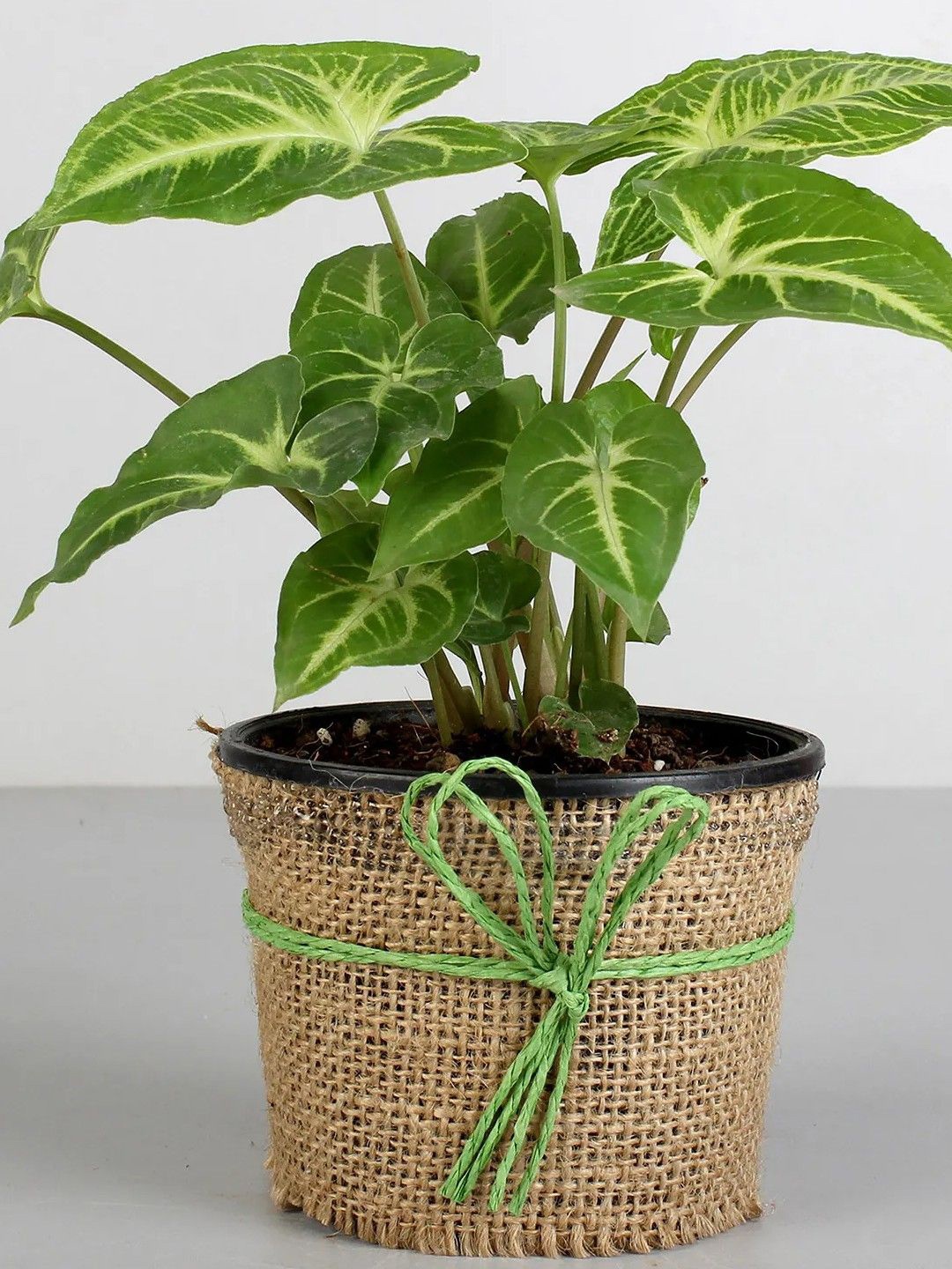 

fnp Green Syngonium Plant In Black Plastic Pot