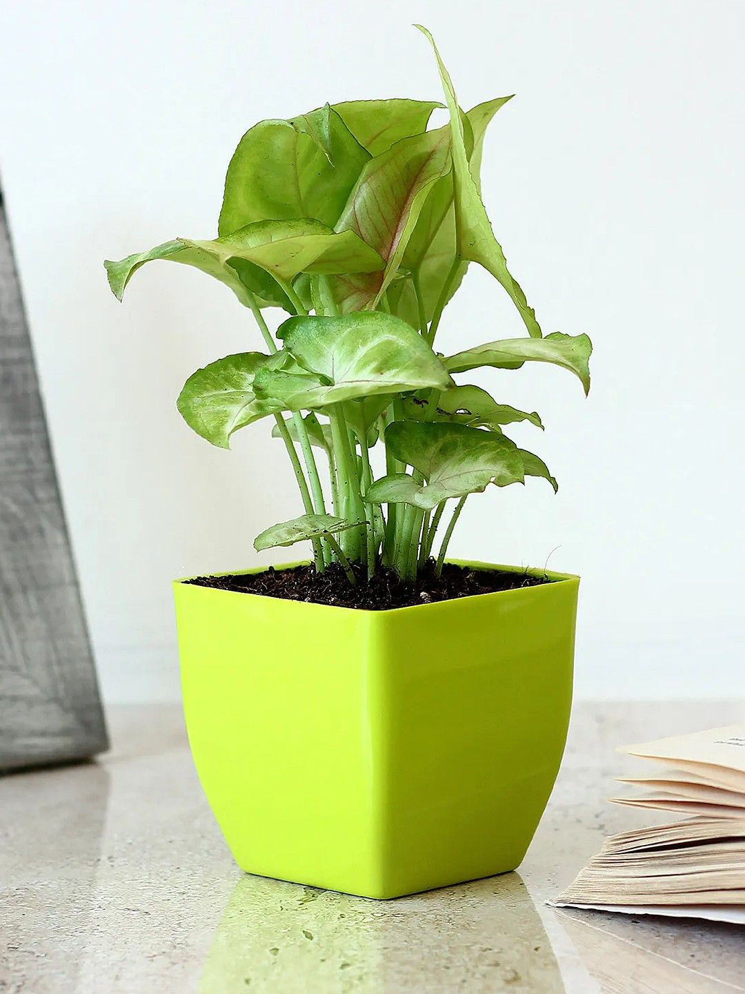 

fnp Indoor Syngonium Plant With Pot- 5 inches, Green