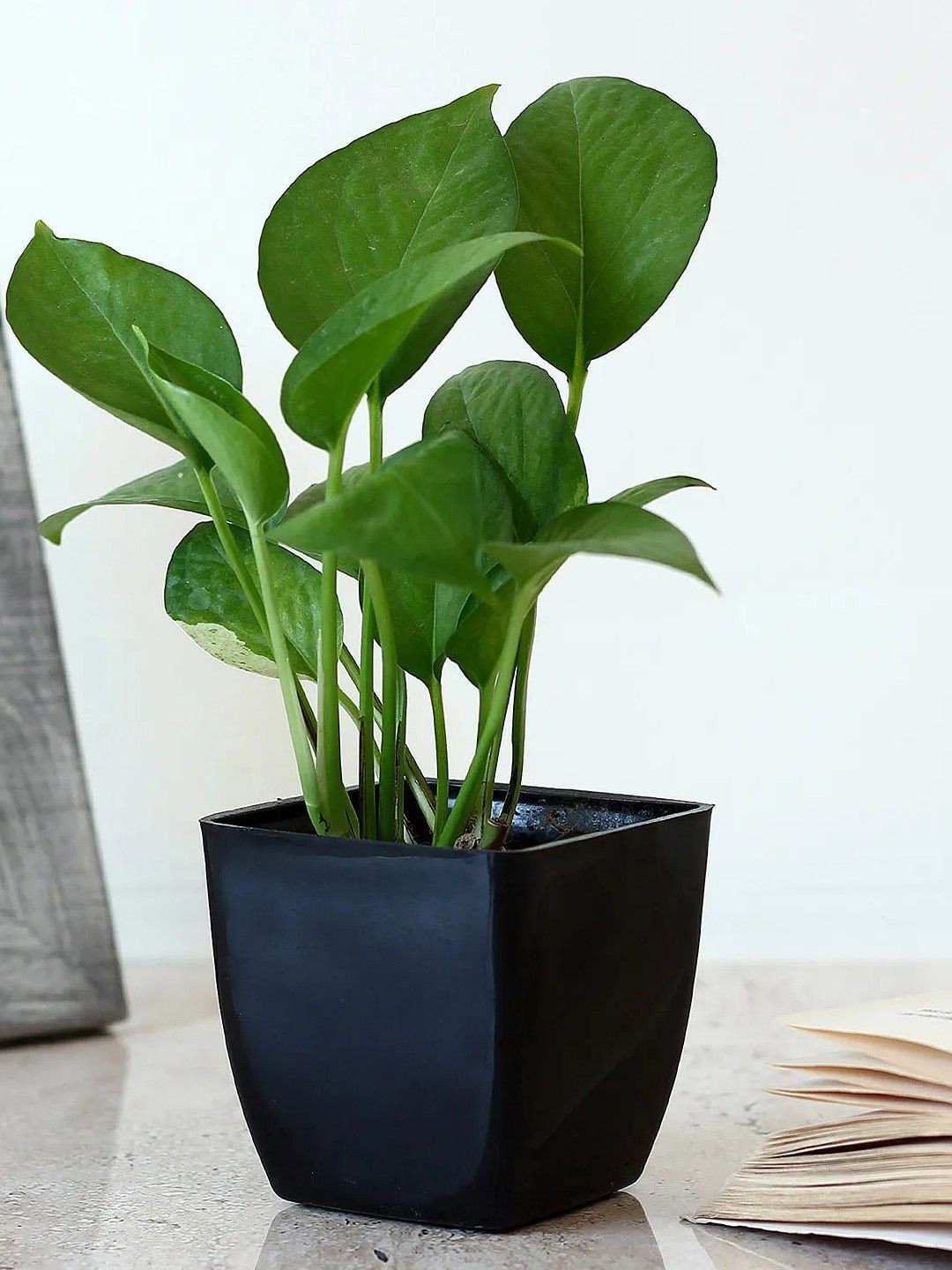 

fnp Green Money Plant Live Plant