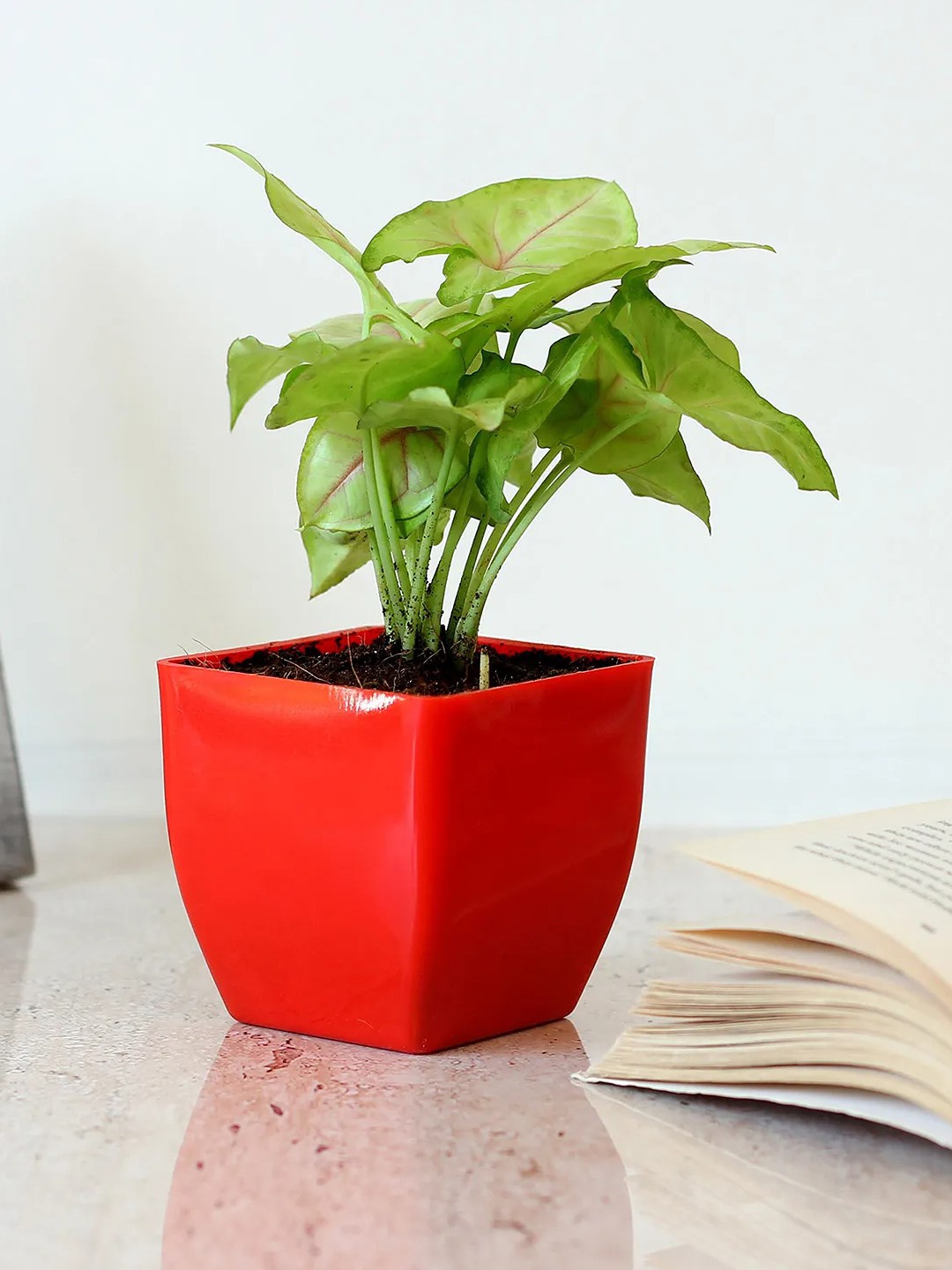 

fnp Green Syngonium Live Plant with Pot