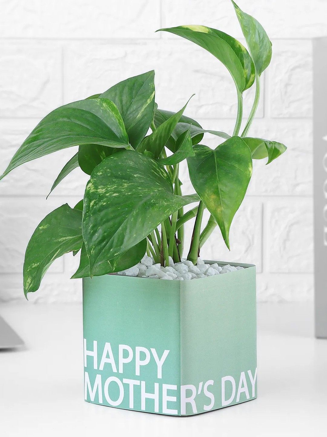

fnp Green & White Money Plant With Pot