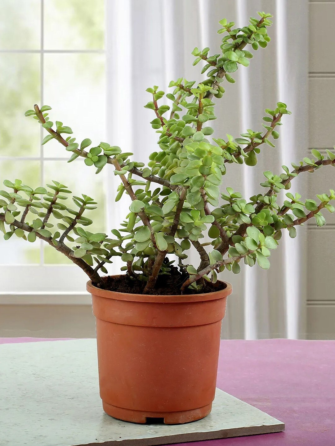 

fnp Green & Brown Indoor Jade Plant With Pot