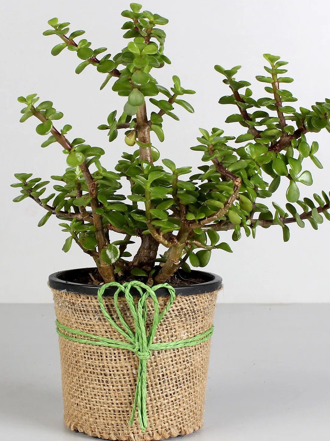 

fnp Green Jade Plant With Pot
