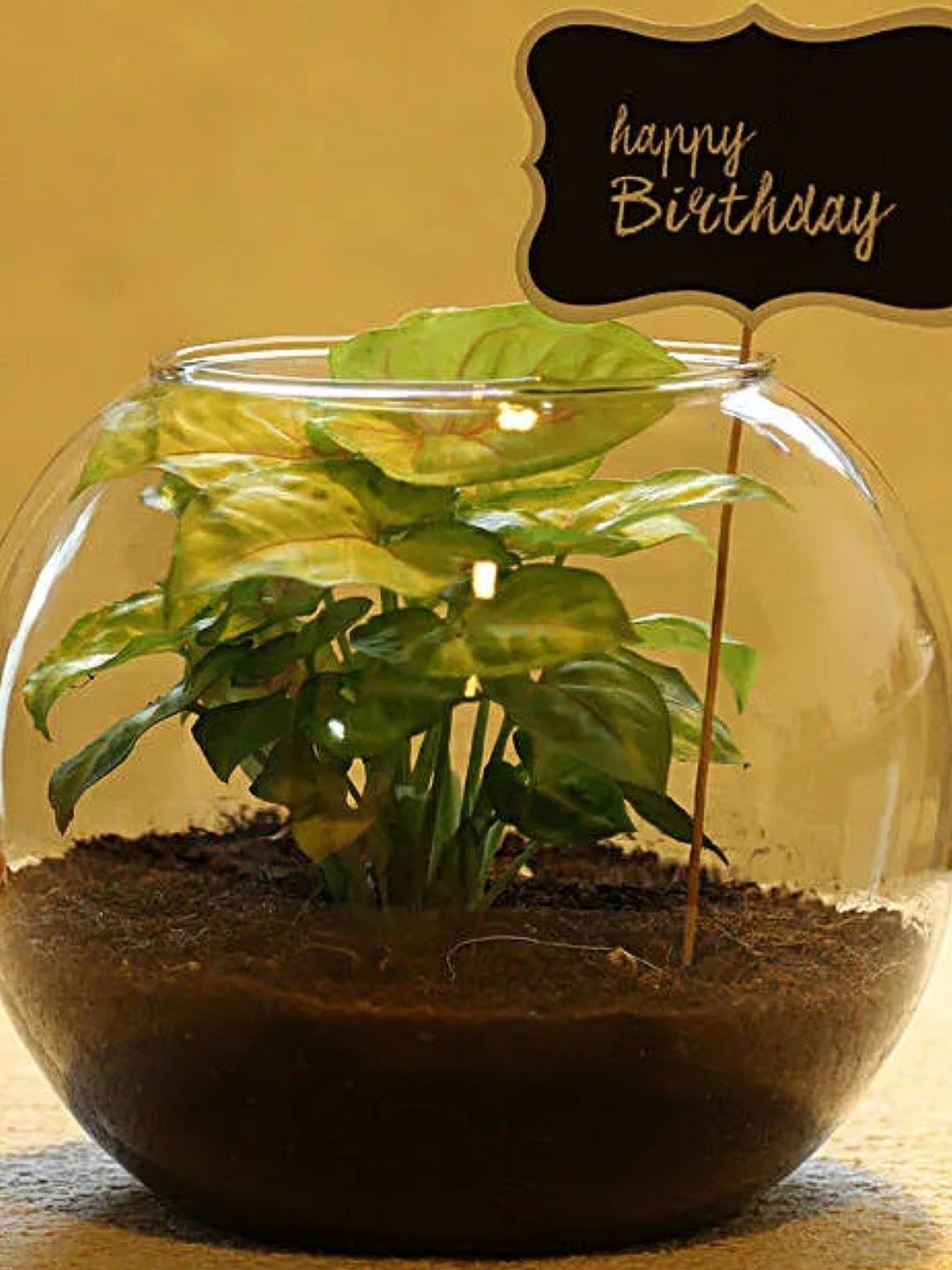 

fnp Syngonium Plants With Pot, Green
