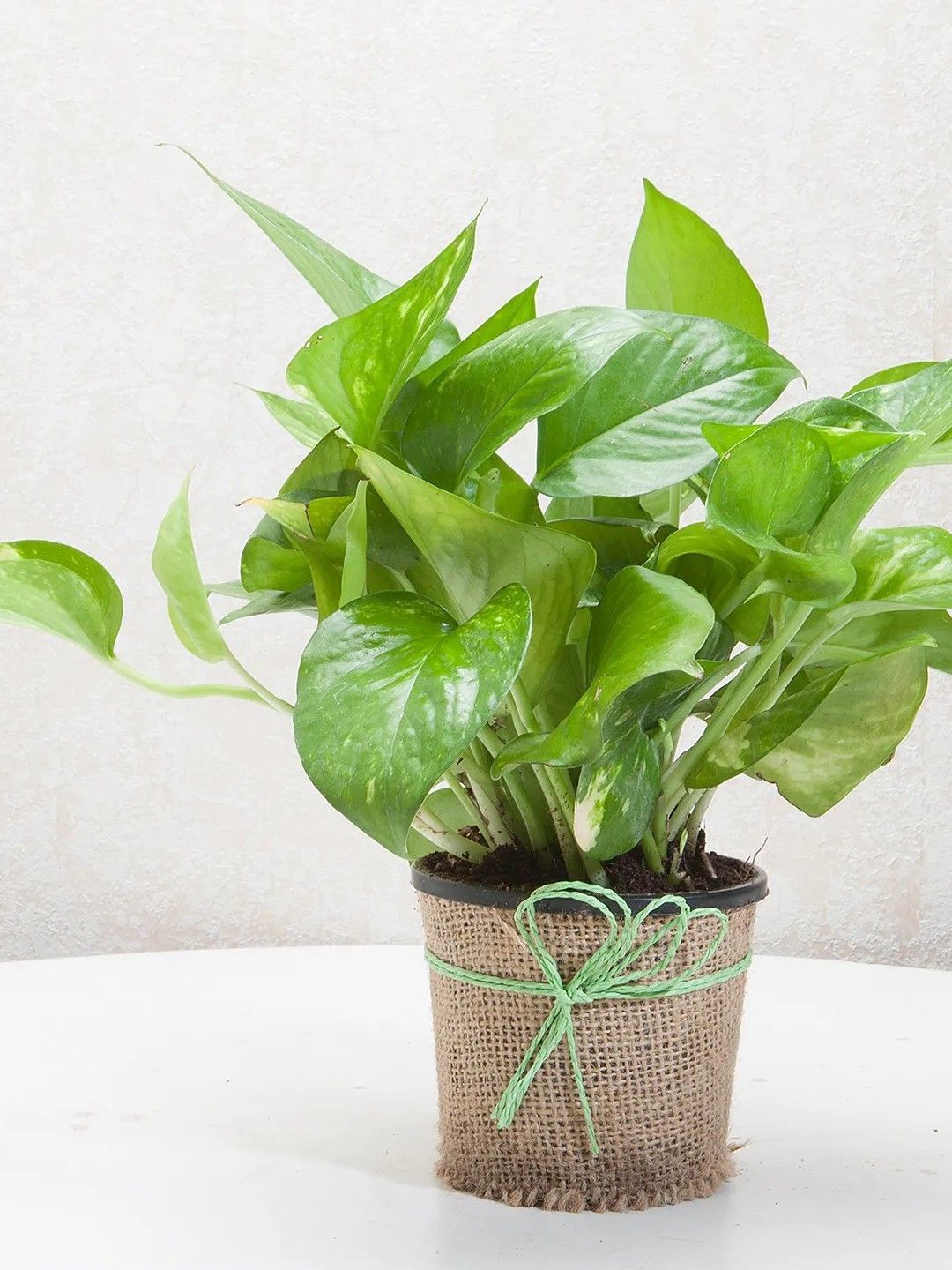 

fnp Green Money Plant With Pot