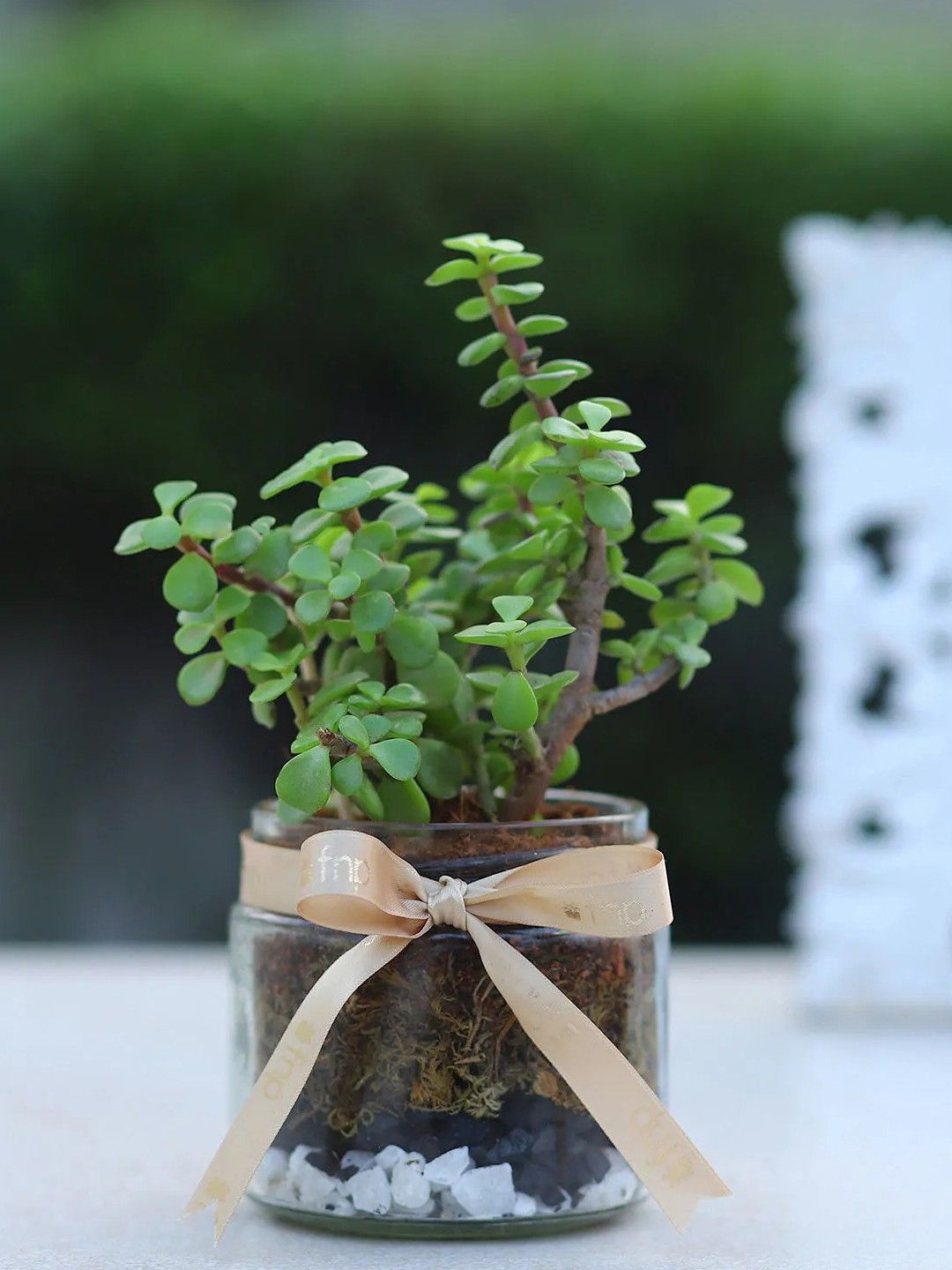 

fnp Green Indoor Jade Plant with Jar- 5 inches