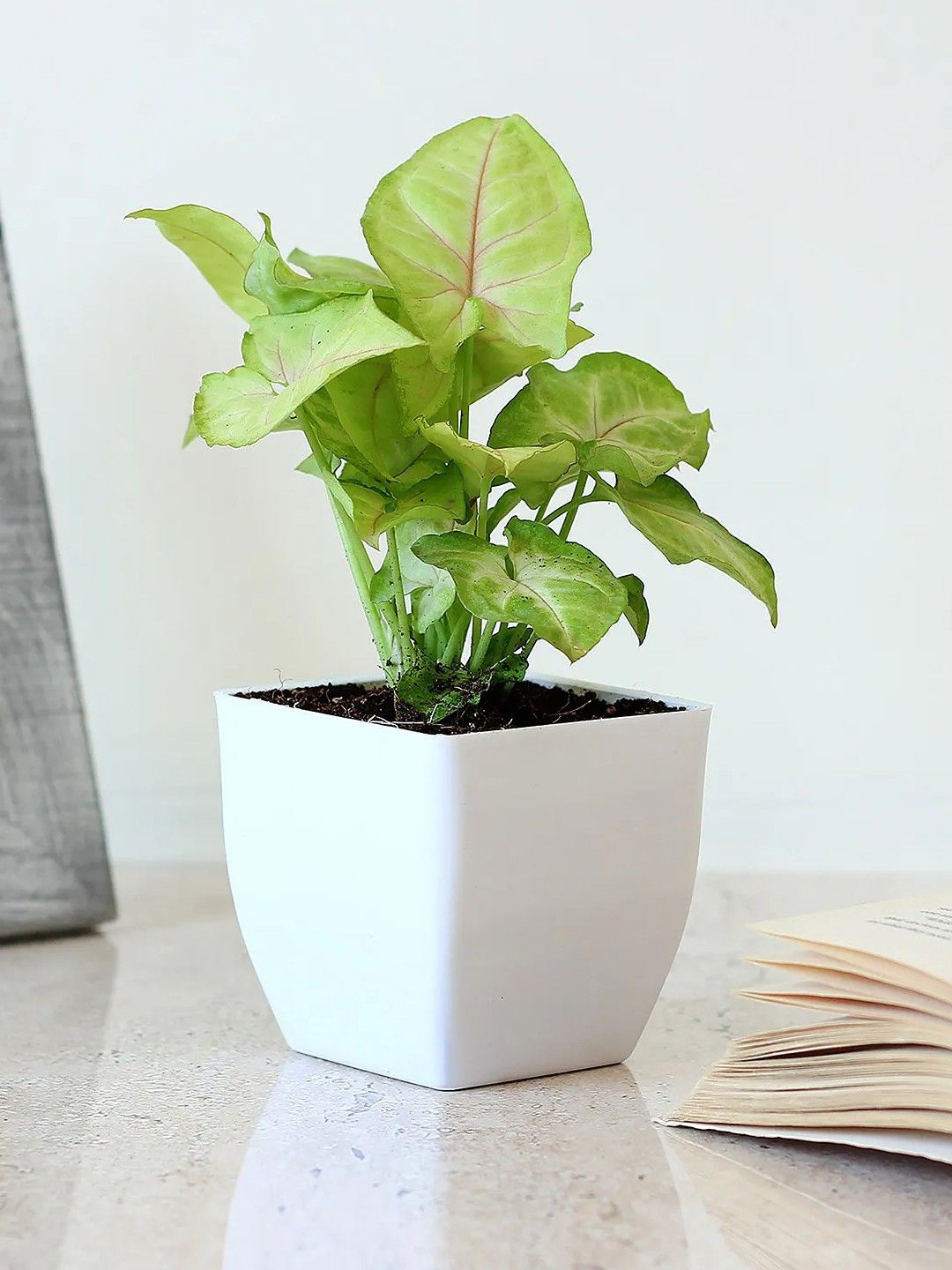 

fnp Syngonium Plant Imported Plastic Pot- 3 Inches, Green