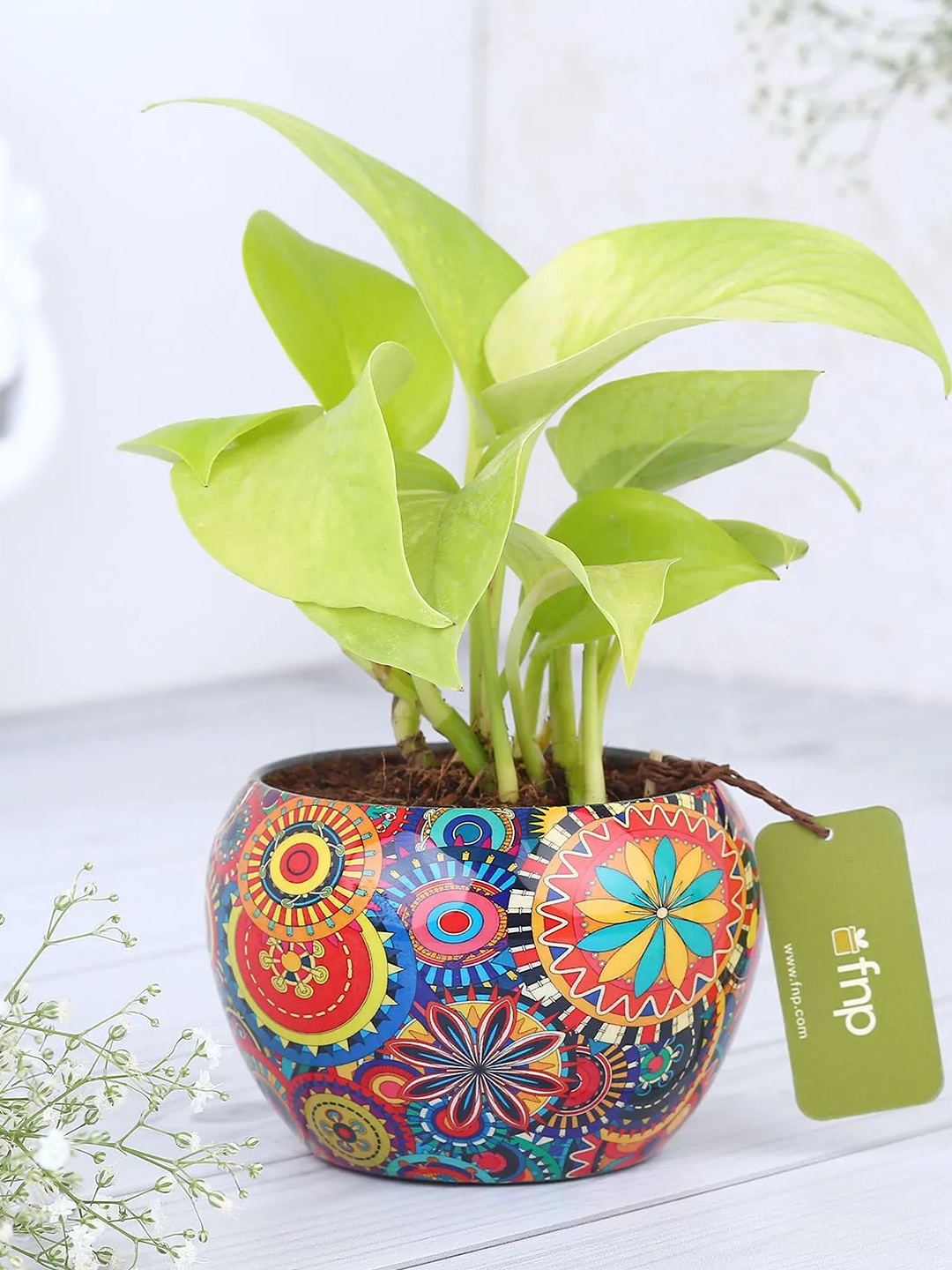 

fnp Green Money Plant With Rajwada Printed Pot