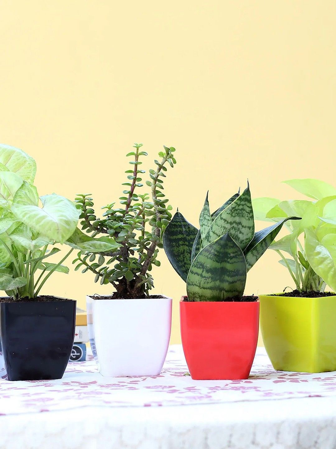 

fnp Green 4 Pieces Lush Green Foliage Plants