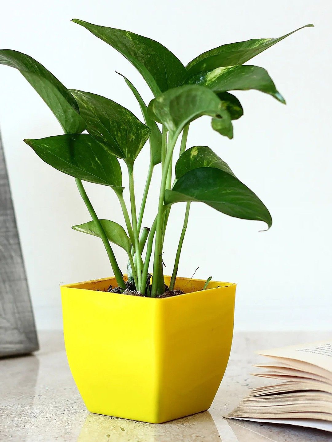

fnp Money Plant With Pot, Green