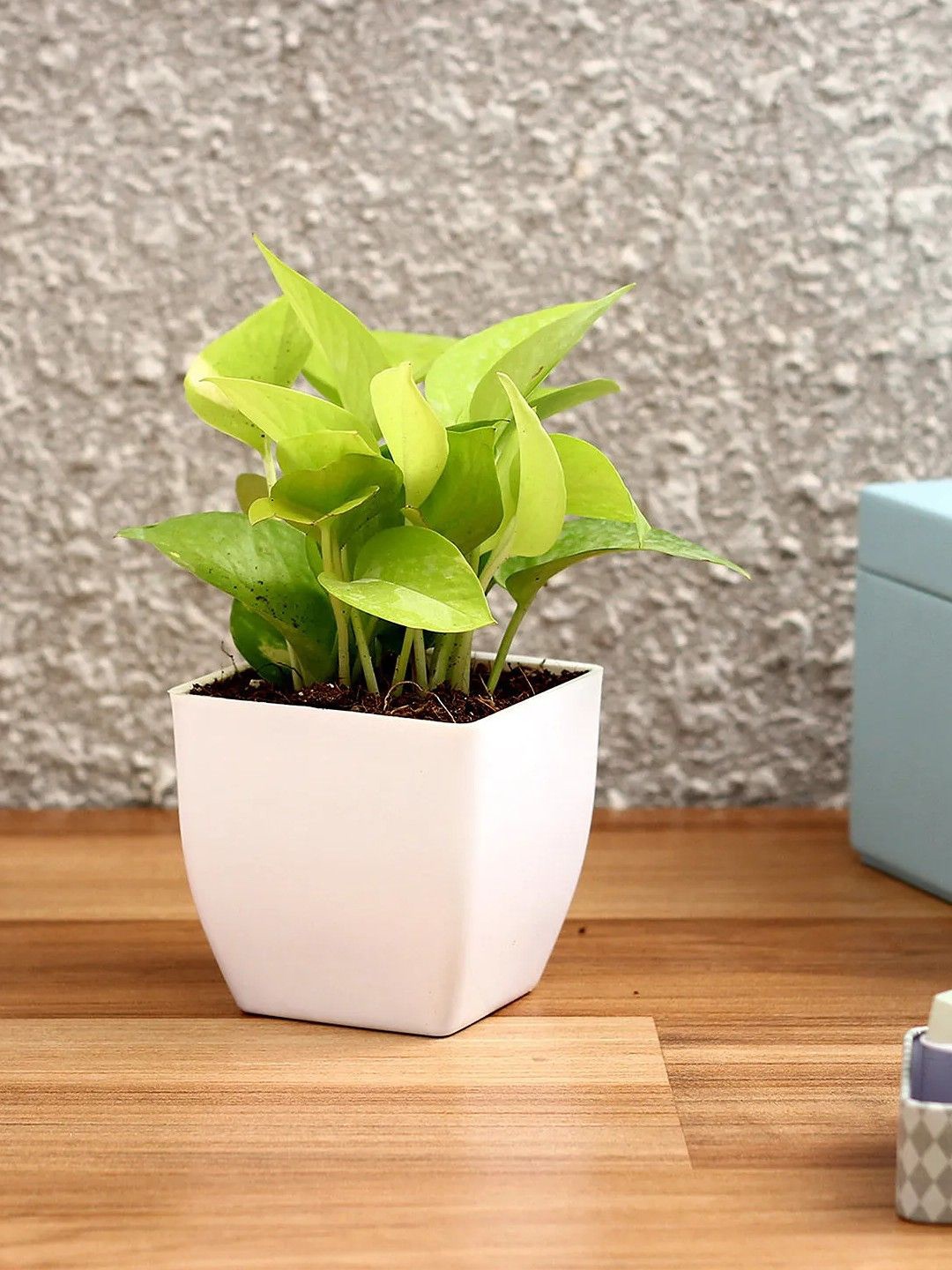 fnp Green & White Money Plant With Pot