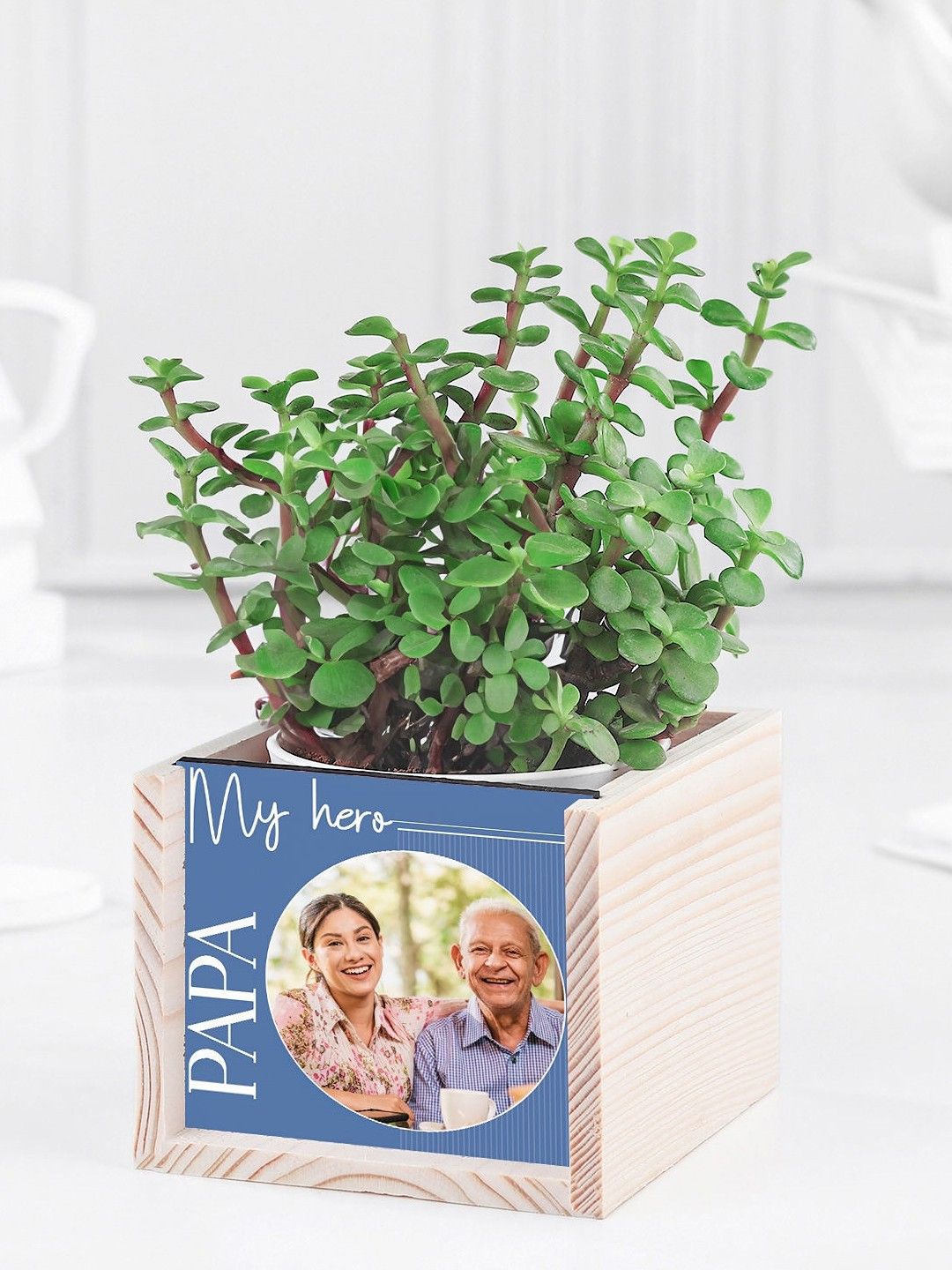 

fnp Green & Blue Jade Plant With Pot