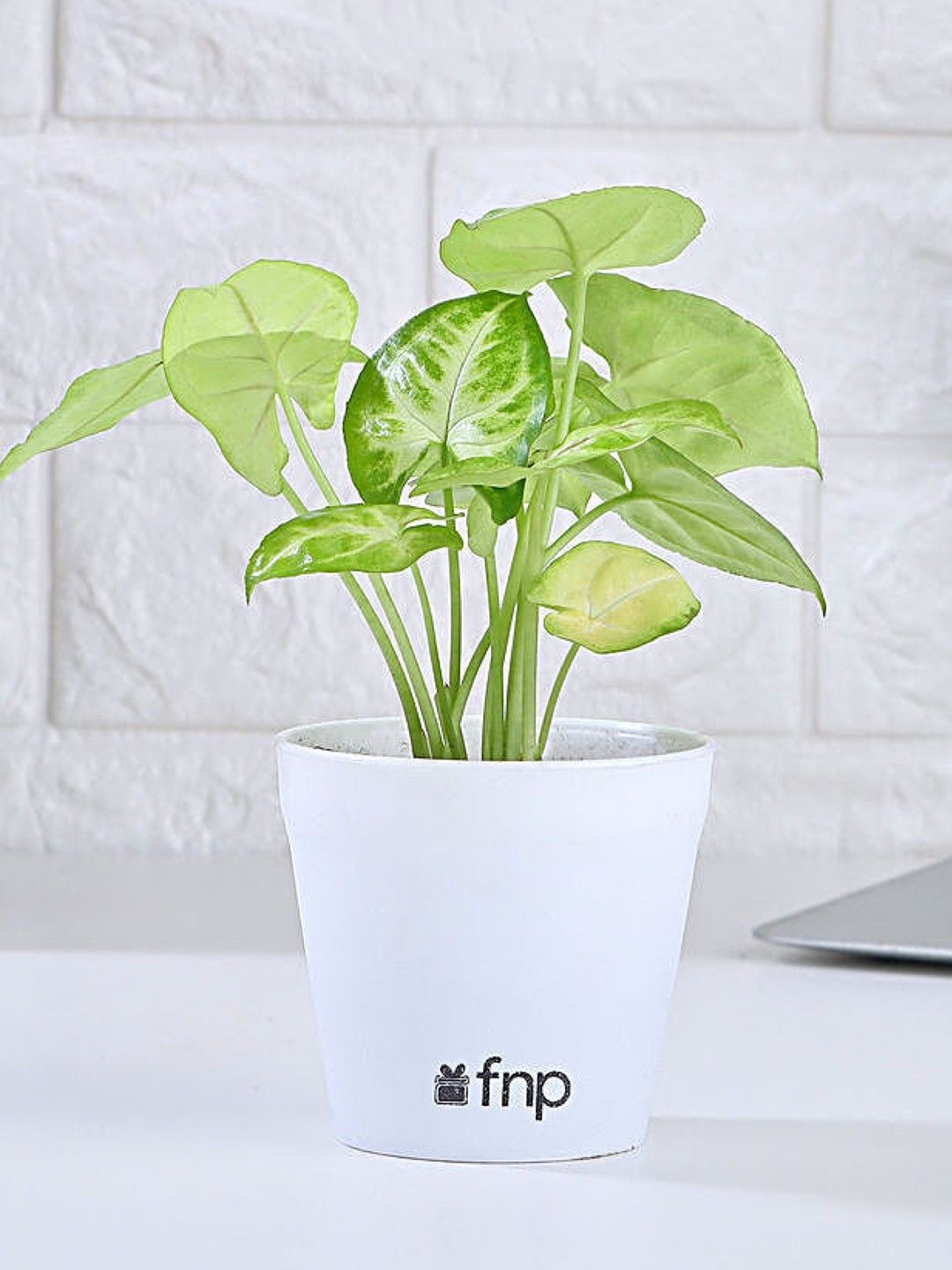 

fnp Green & White Air Purifying Syngonium Plant With Pot