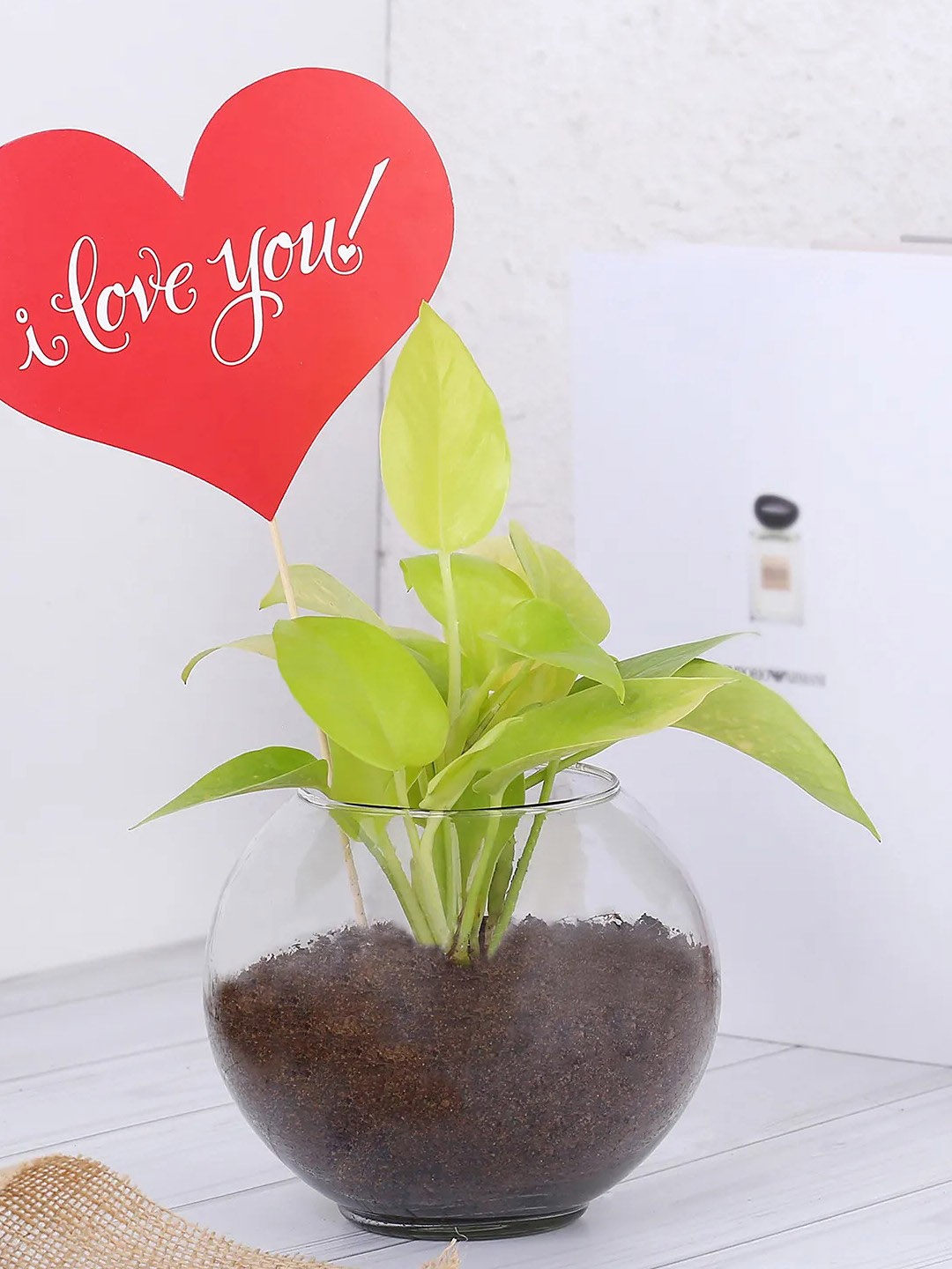 

fnp Indoor Money Plant Terrarium With Pot- 5 Inch, Green