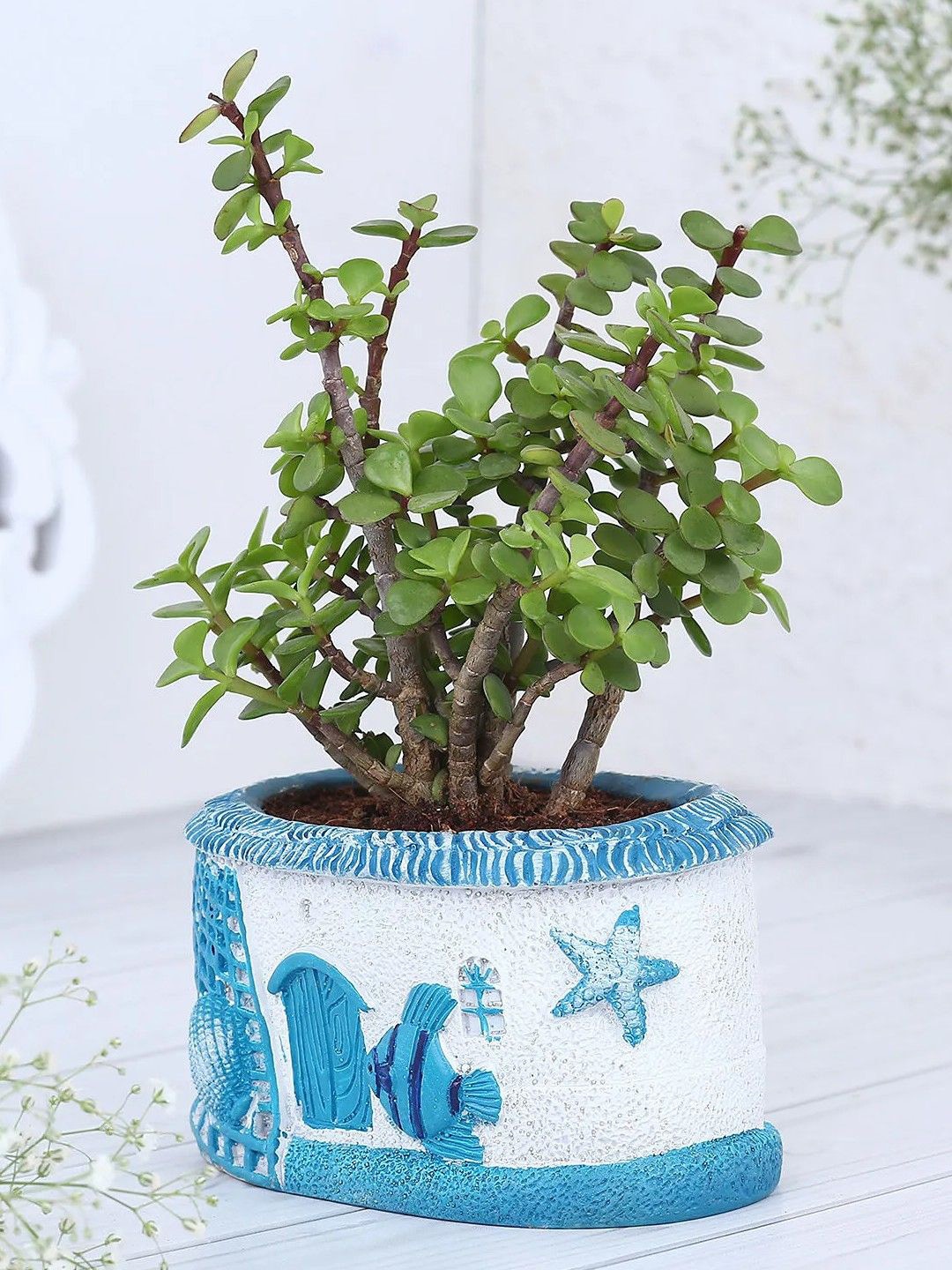 

fnp Green Indoor Jade Plant With Pot