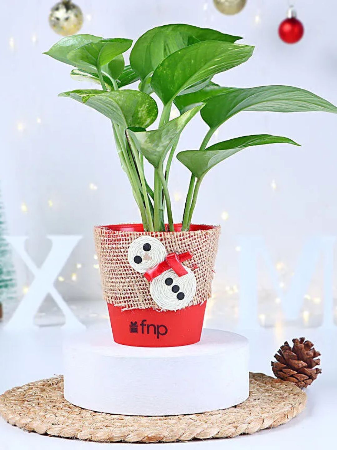 

fnp Green Indoor Money Plant With Pot