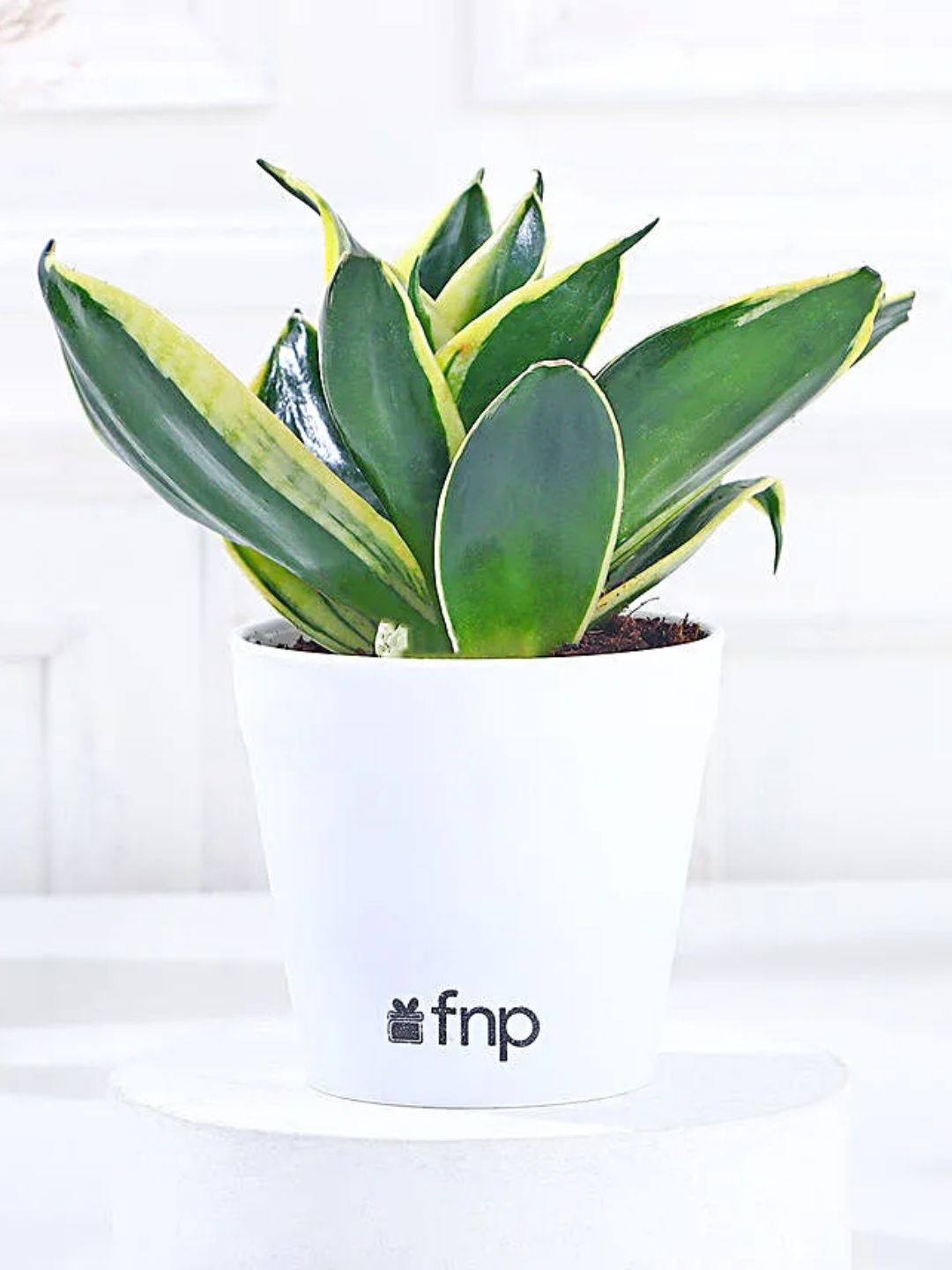 

fnp Green & White Indoor Sansevieria Live Plant with Pot