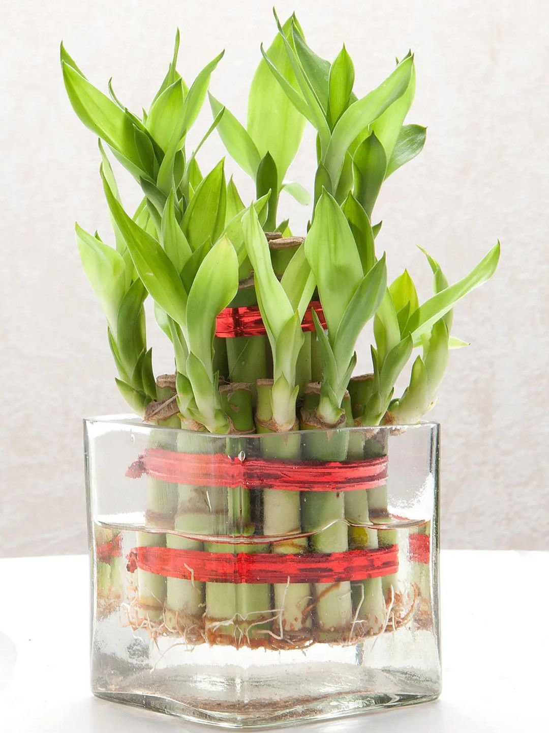 

fnp Green Bamboo Plant With Pot