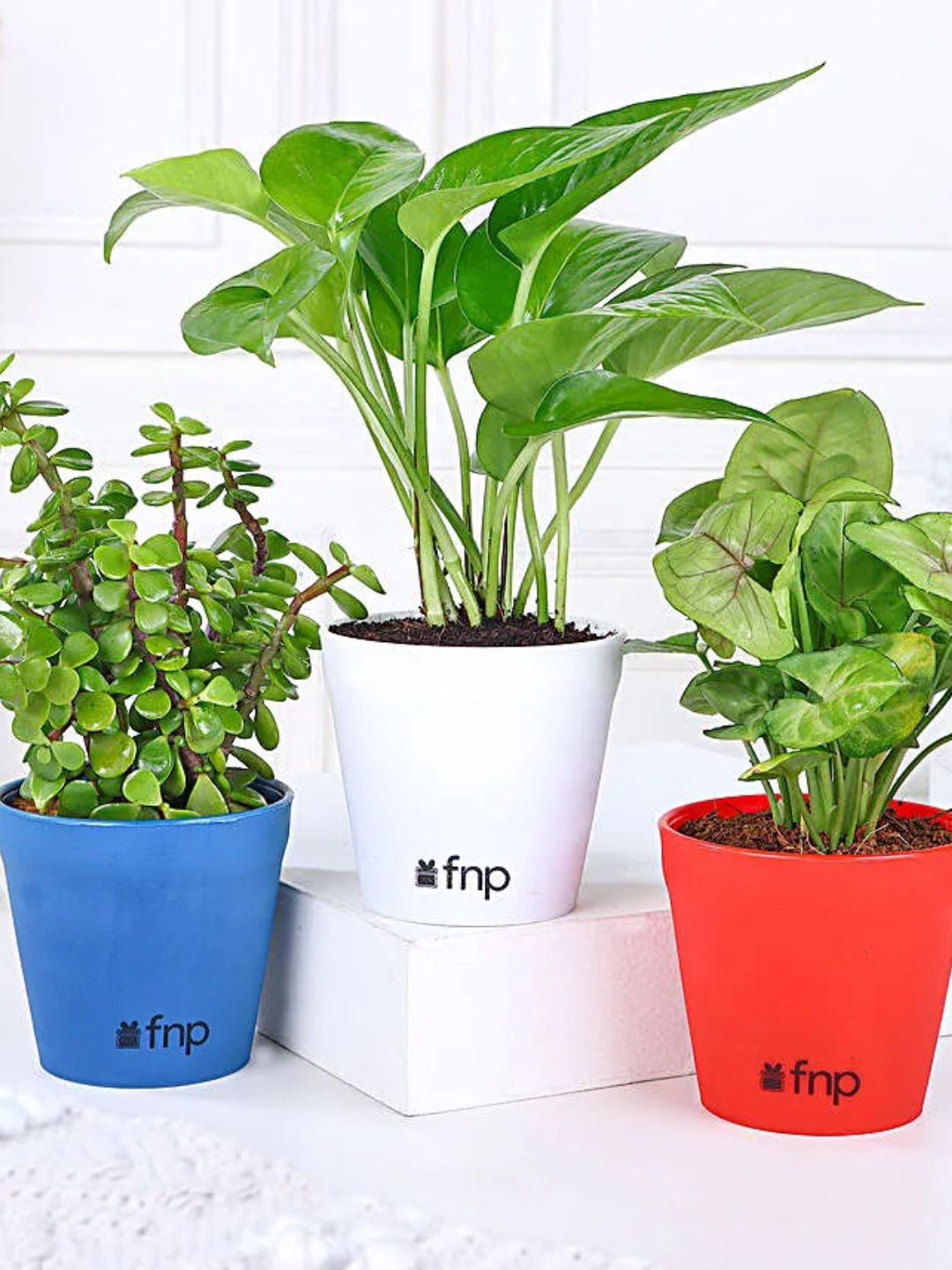 

fnp Green 3 Pieces Indoor Money, Jade, Syngonium Plants With Pot