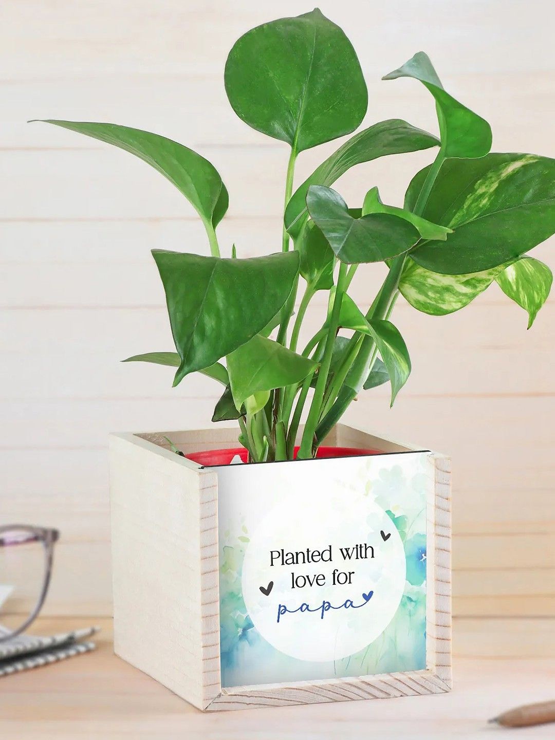 

fnp Indoor Bamboo Plant with Pot 5 Inch, Green