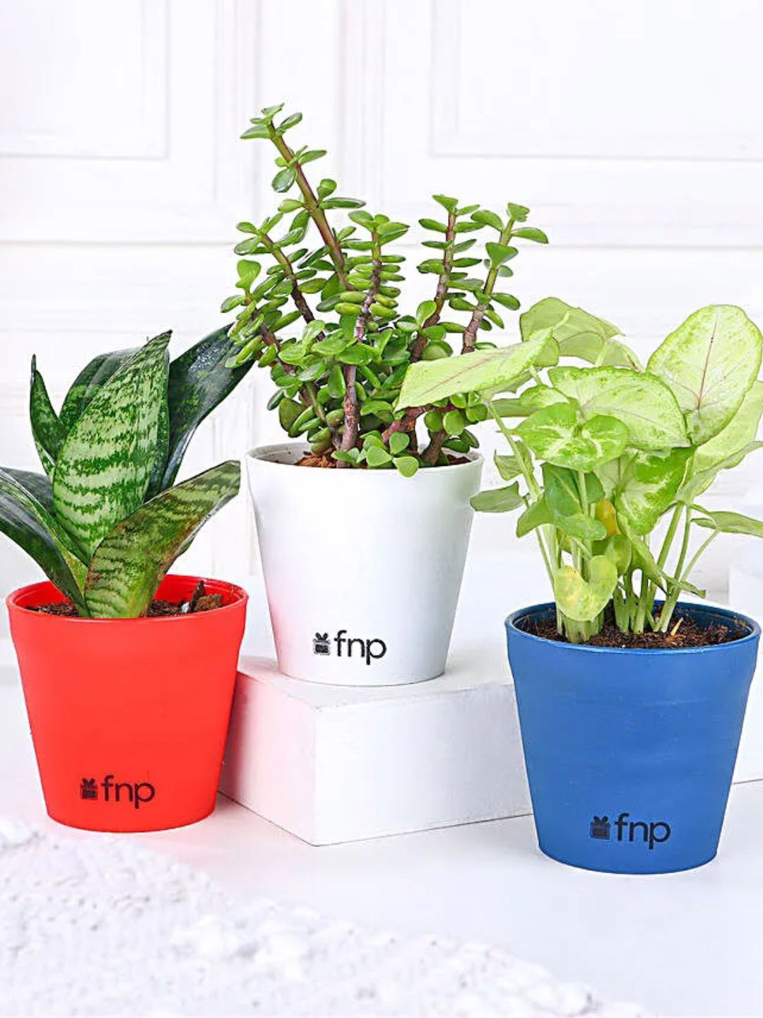

fnp 3 Pieces Indoor Leafy House Plants With Pot-5 Inches Each, Green
