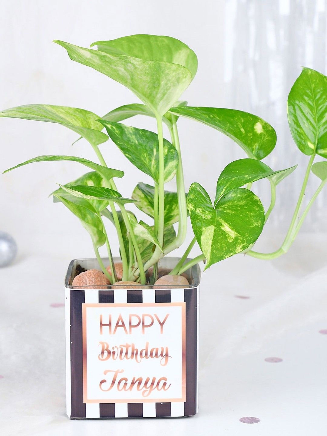 

fnp Green Money Plant With Pot