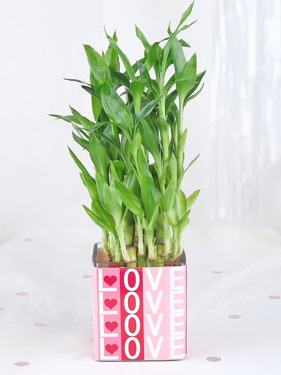 

fnp Green Bamboo Plant With Pot