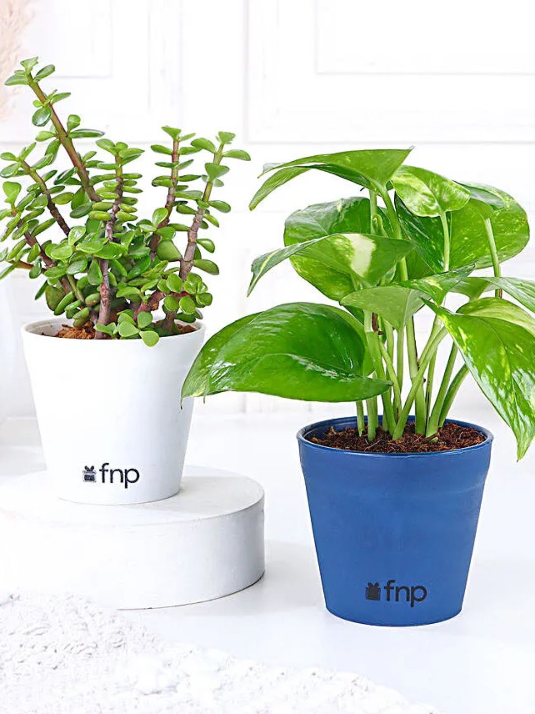 

fnp Green Shurbs & Money Plant With Pot
