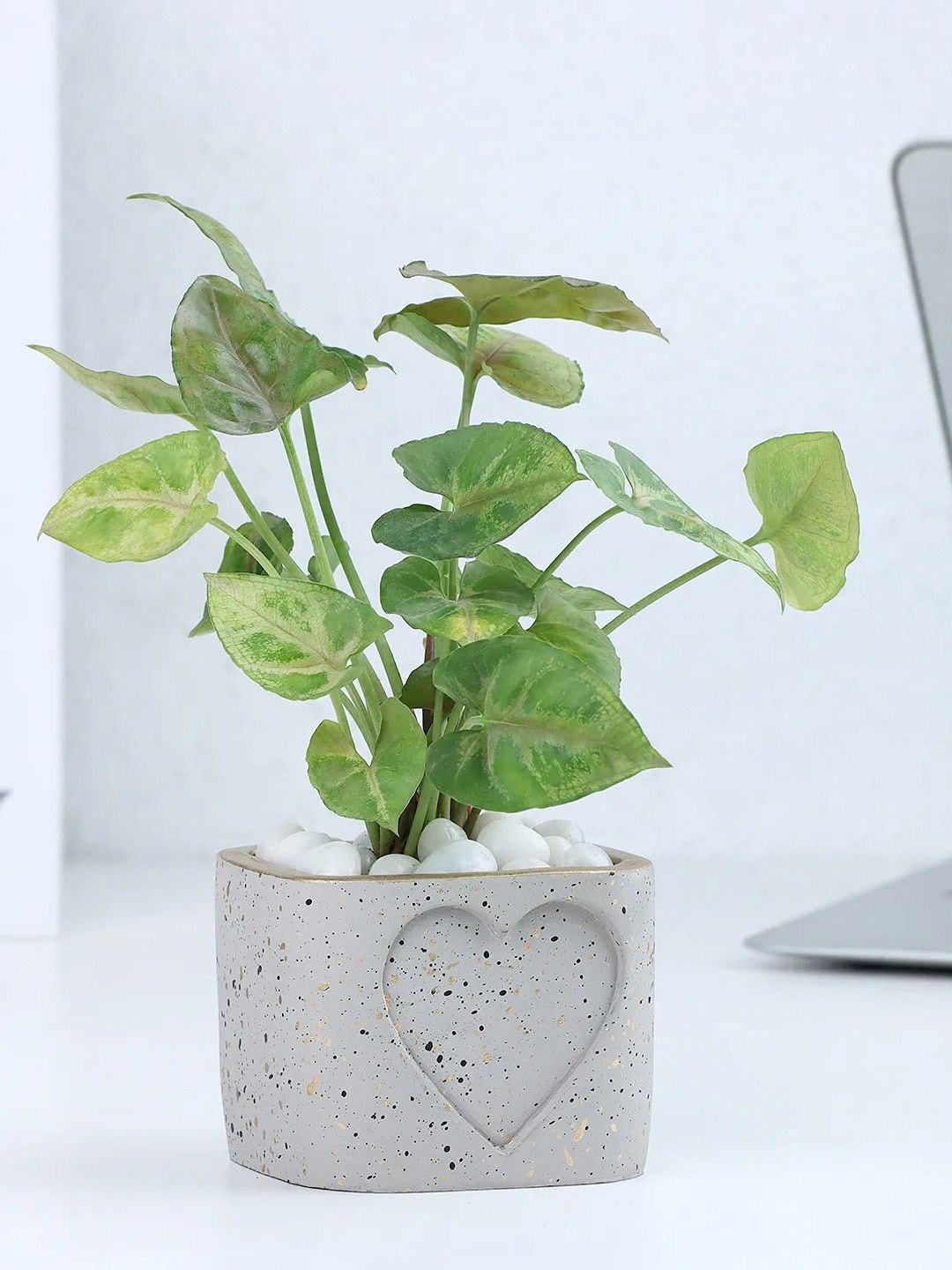 

fnp Green Syngonium Plant With Pot 5 inches