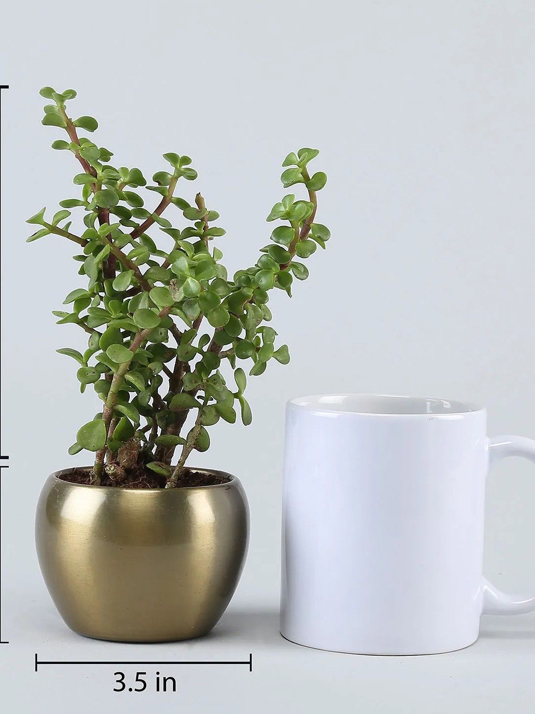 

fnp Green Jade Plant With Pot 5 Inches