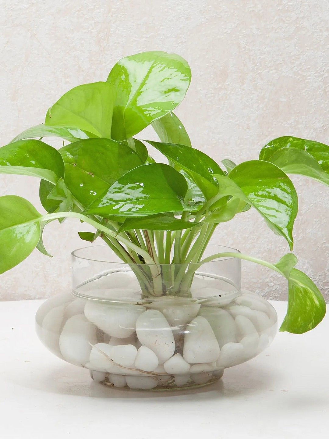 

fnp Green & Transparent Money Plant With Matki Shape Glass Vase