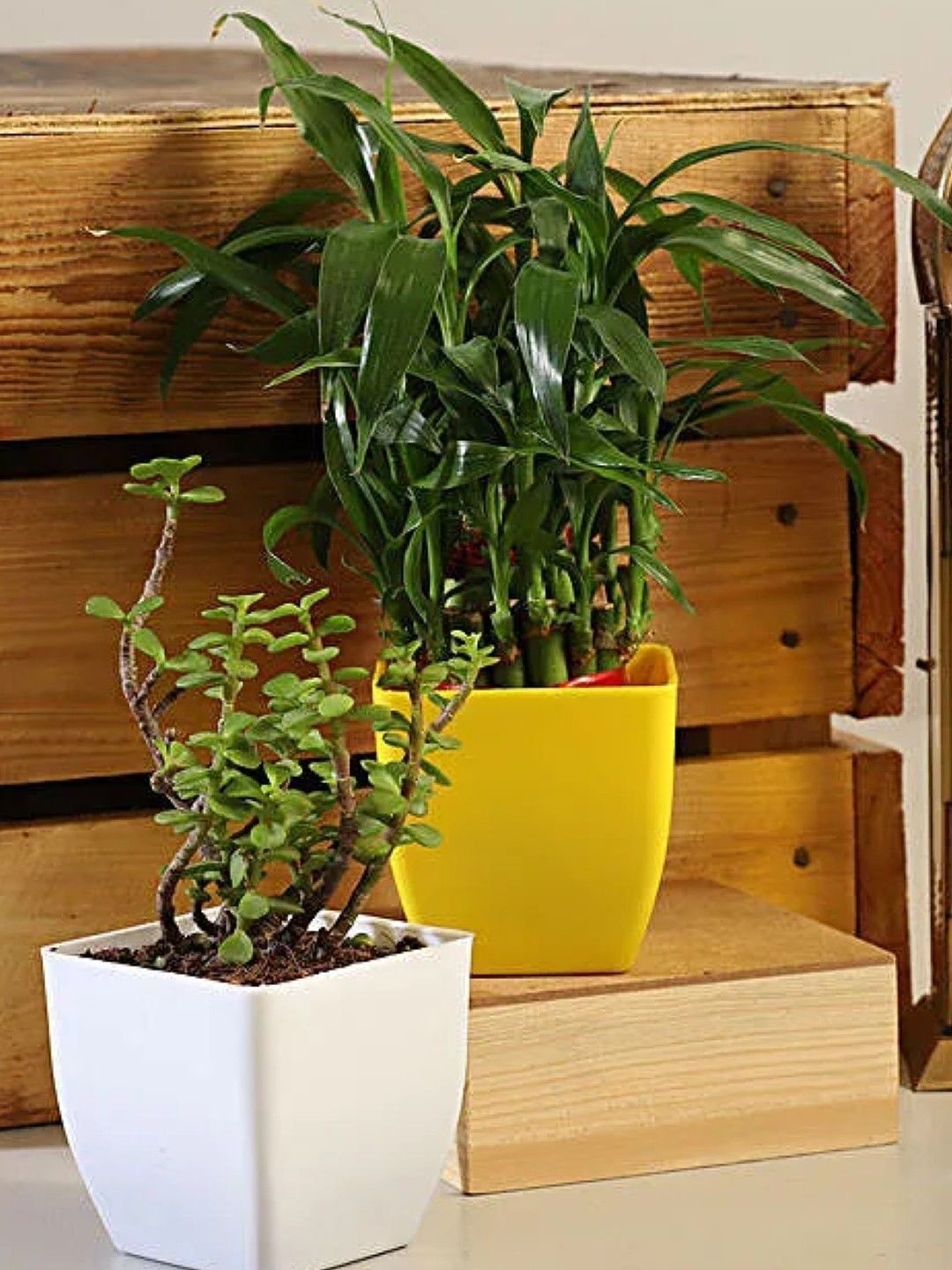 

fnp Unisex 2-Psc Green Indoor Live Plants with Pot- 2 Inches