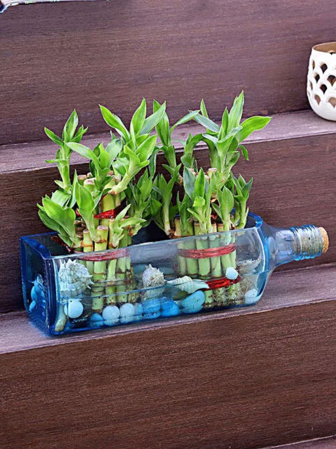

fnp Green 2 Pieces Indoor Bamboo Plant with Planter