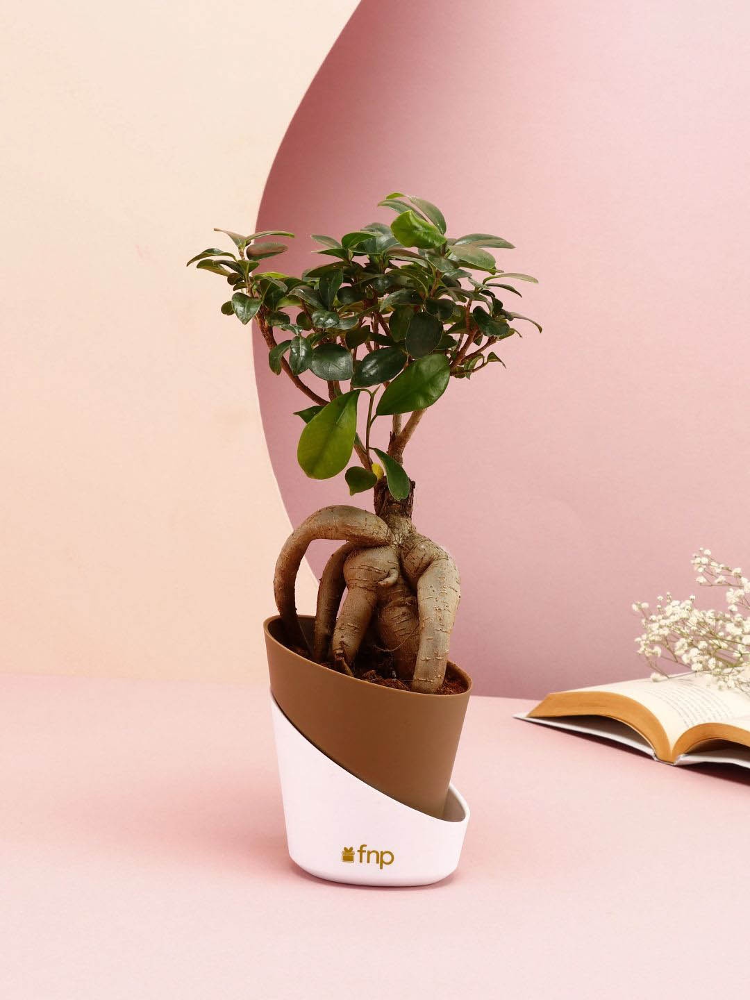 

fnp Bonsai Plant with Pot, Green