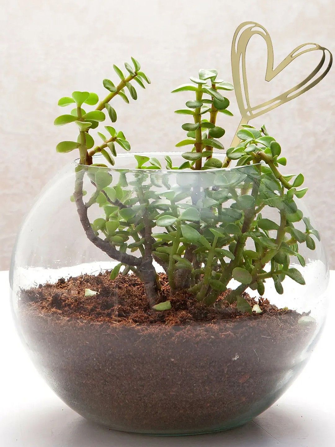 

fnp Green Indoor Jade Plant With Pot
