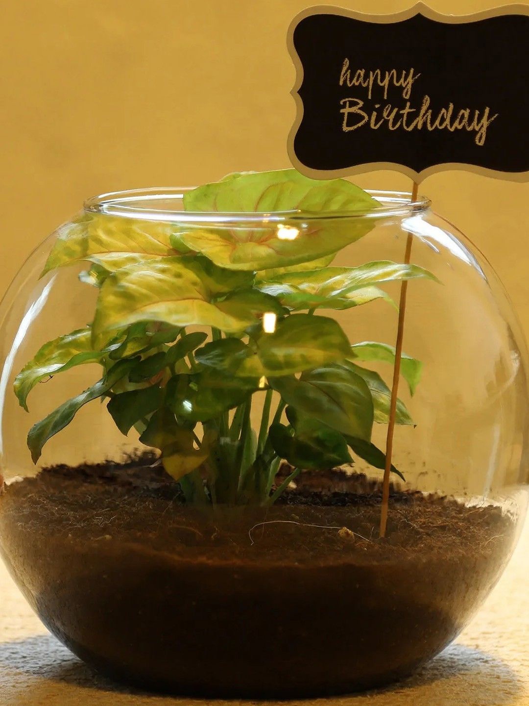 

fnp Green Syngonium Plant With Pot