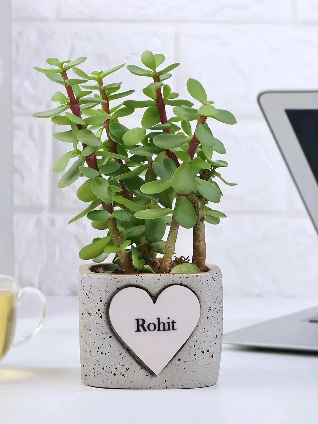 

fnp Green & Brown Indoor Jade Plant With Pot