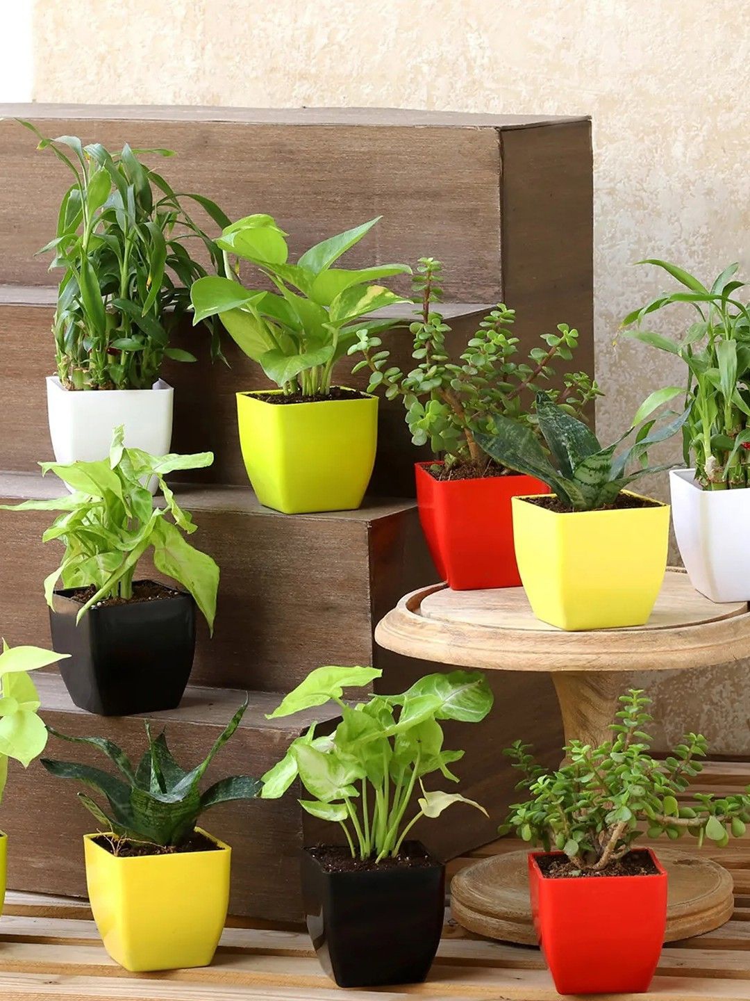 

fnp Green 10 Pieces Indoor Syngonium Plant with Pot- 3 Inch