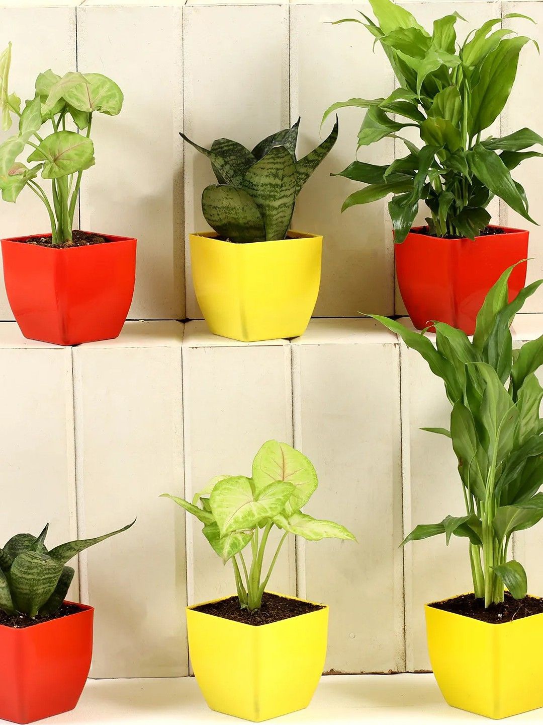 

fnp 6 Pieces Green Money Plant With Pot